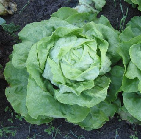 Kopfsalat (Lactuca Sativa Var Capitata), Die Königin Der Salate
